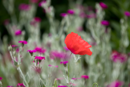 终点论坛GalGame汉化合集：探索经典游戏的中文魅力与乐趣