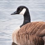 绅士少女漫画全彩:探索绅士风格与少女心的完美结合 hw2er