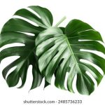 红领巾瓜报往期回顾李丹妮:探索她的成长与成就之路 jd3sdzvw5c