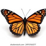 畅享奈菲免费高清电视剧在线观看,尽情体验精彩剧情 p65csl