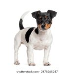 绚丽多彩的樱桃照片:捕捉自然的美丽瞬间 q68ujy5