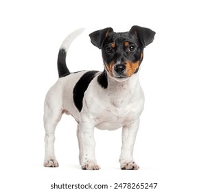 绚丽多彩的樱桃照片：捕捉自然的美丽瞬间