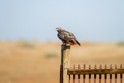 红领巾黑料吃瓜：揭开校园背后的秘密与真相